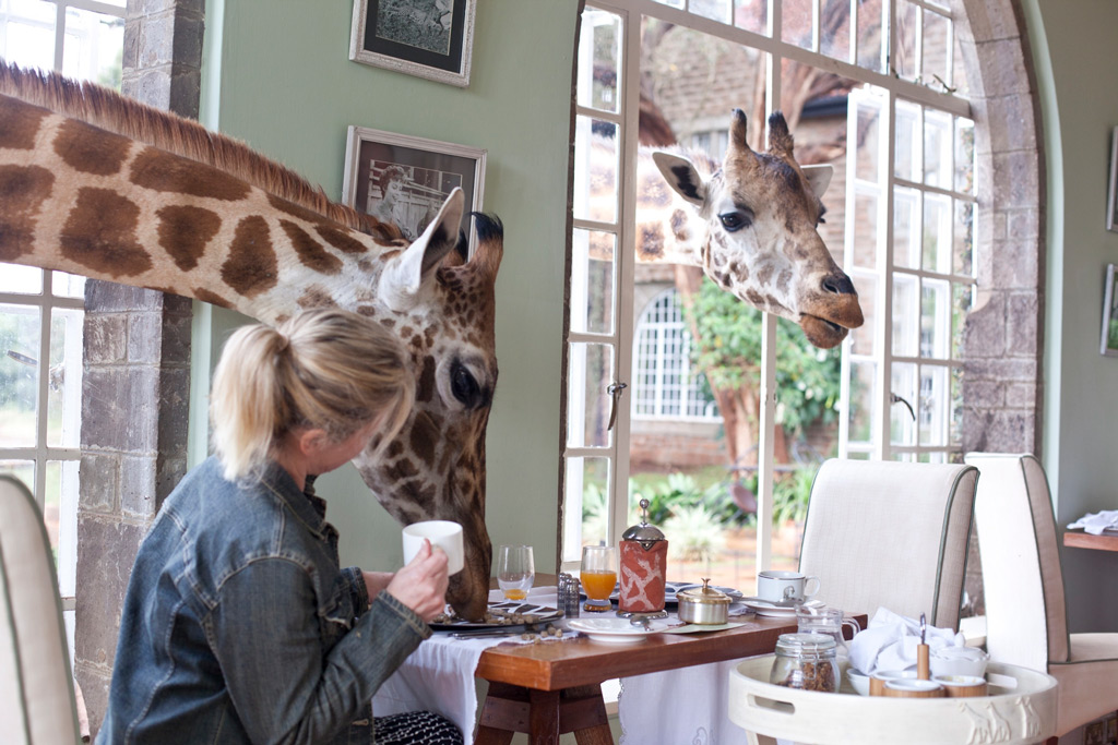 Фото: Завтрак с жирафами