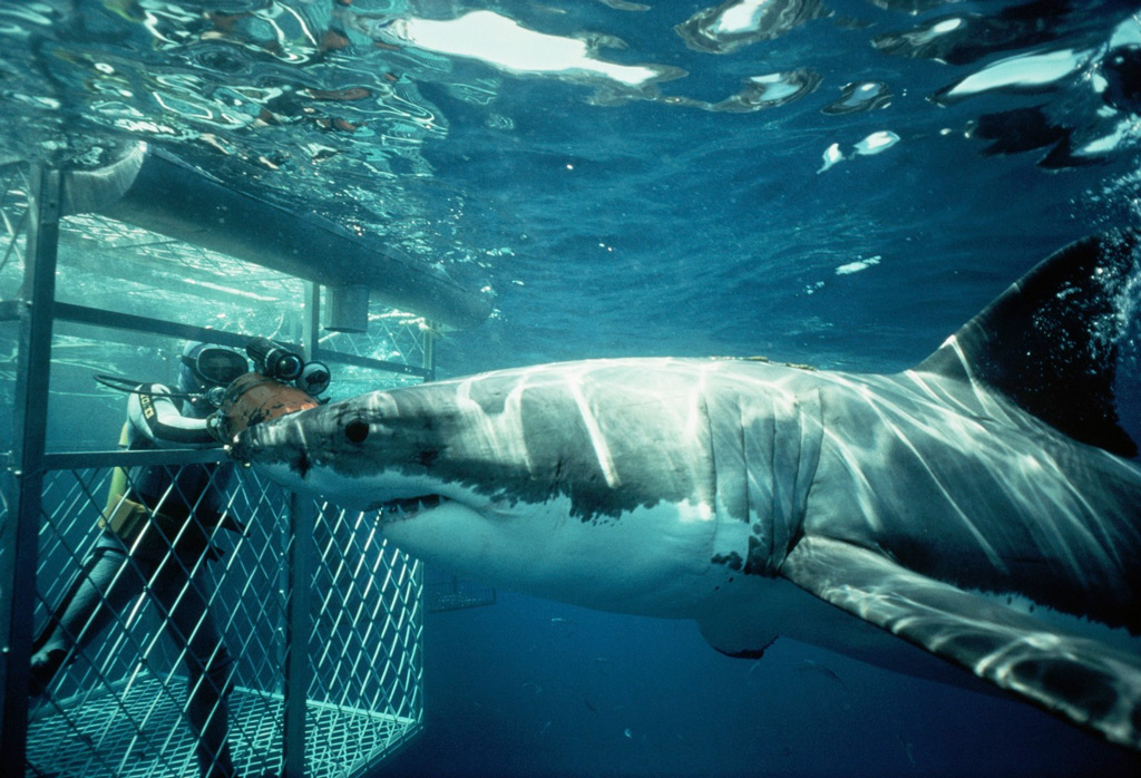 Фото: Вечеринка с большими белыми акулами в Южной Африке
