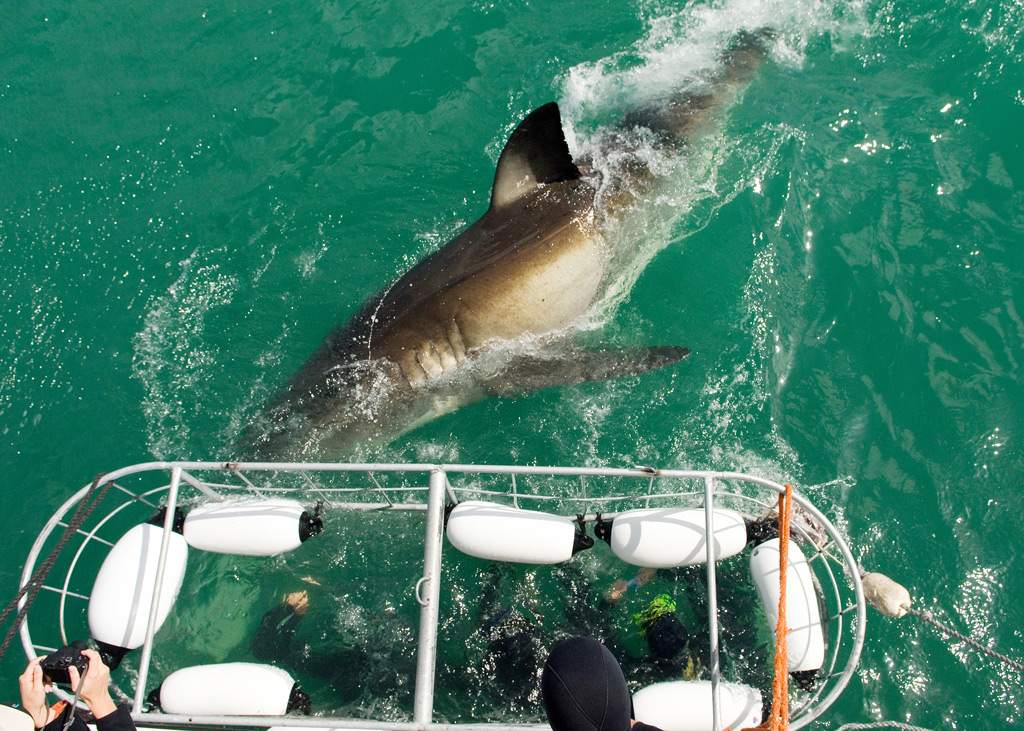Фото: Дайвинг с акулами (ЮАР)