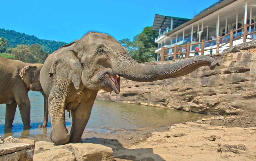 Фото: Слоновий питомник в Пиннавеле