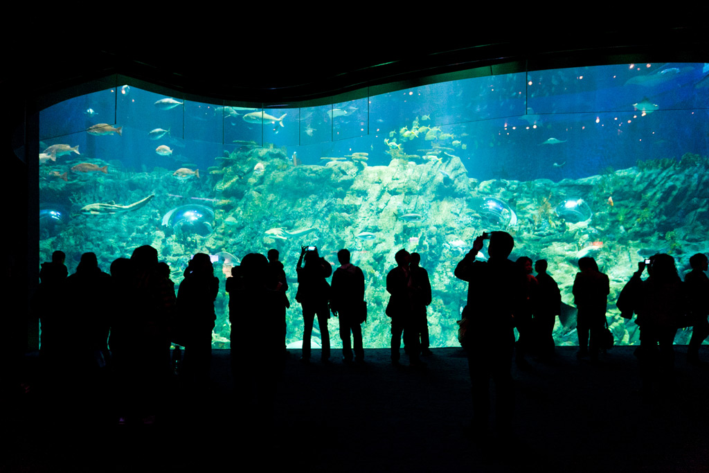 Фото: Океанический парк (Ocean Park)