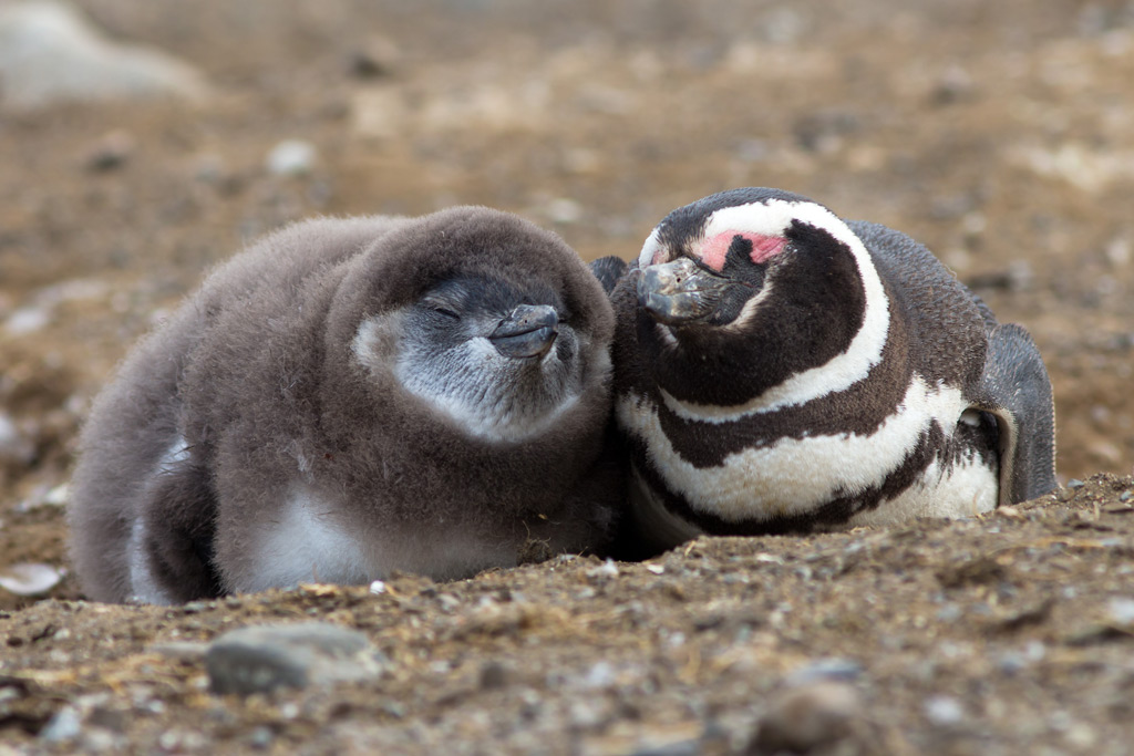 Фото: Колония пингвинов на острове Магдалены