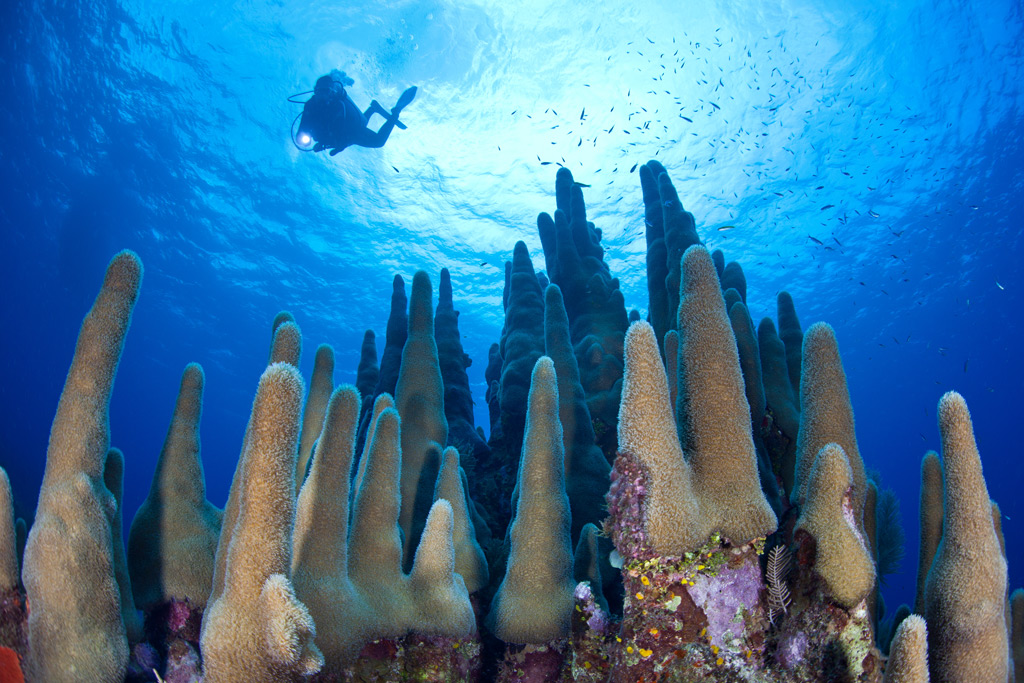 Фото: Коралловый риф