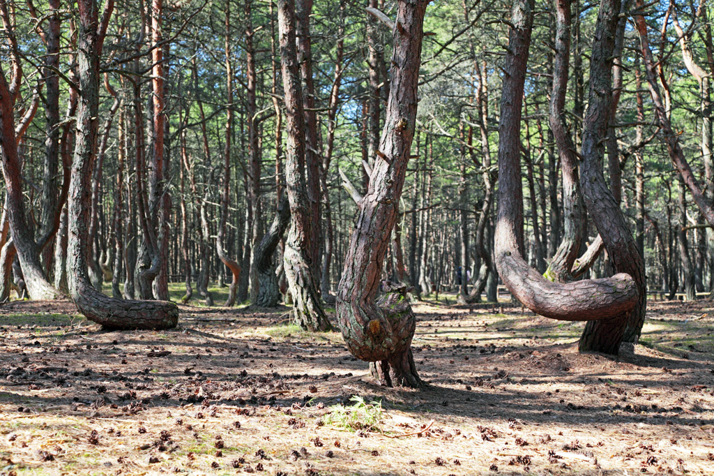 Фото: Танцующий лес