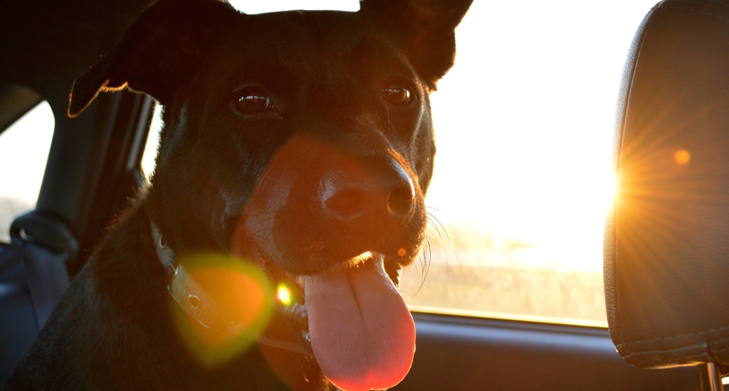 Фото: Как избежать проблем, отправляясь в путешествие с собакой?