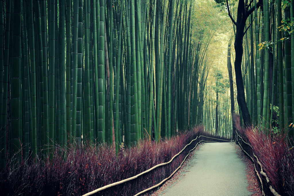 Фото: Бамбуковый лес Сагано, Япония