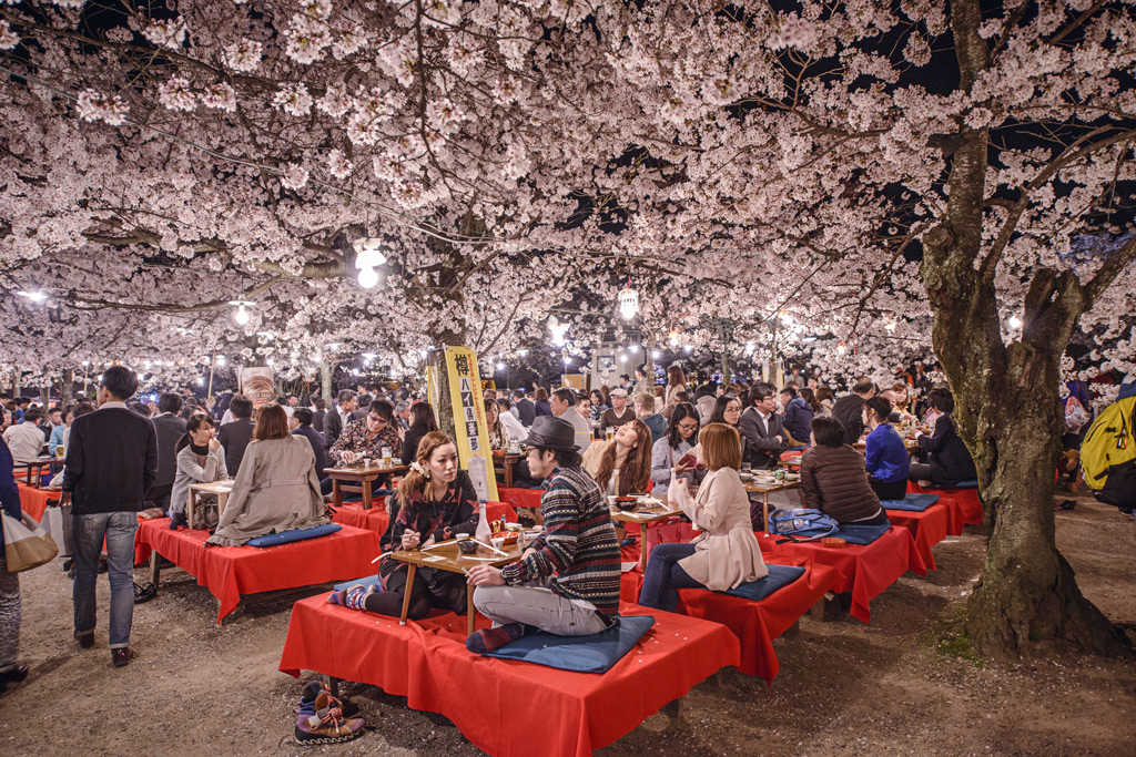 Фото: Фестиваль цветения сакуры