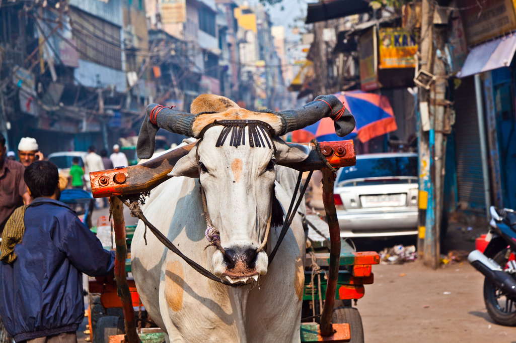 Фото: корова священное животное индии