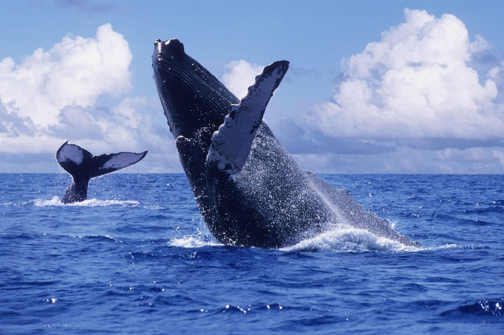 Фото: Гигантские киты