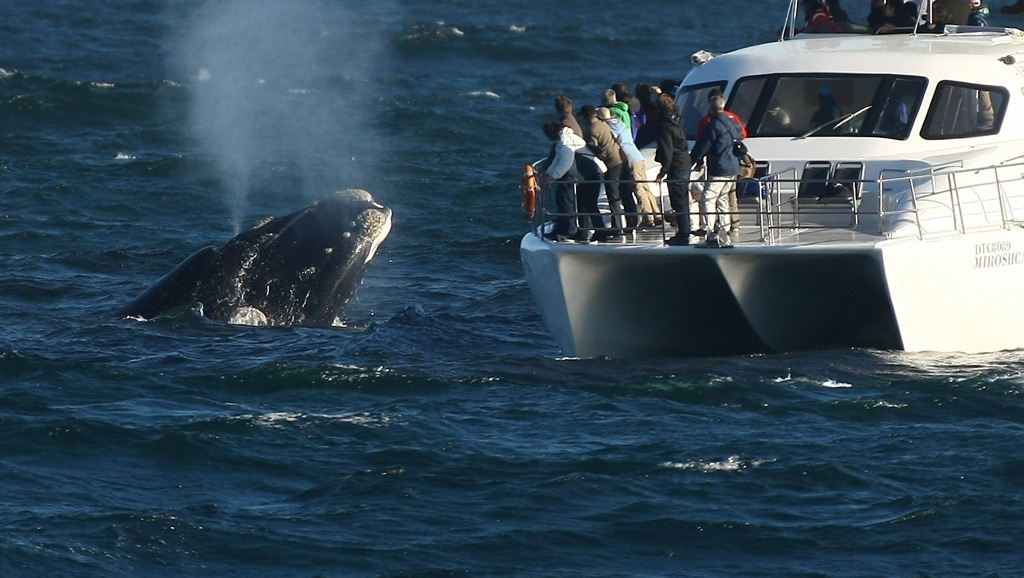 Фото: Наблюдения за китами