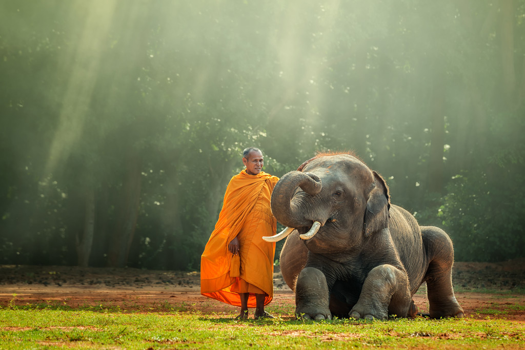 Фото: Монах и слоненок