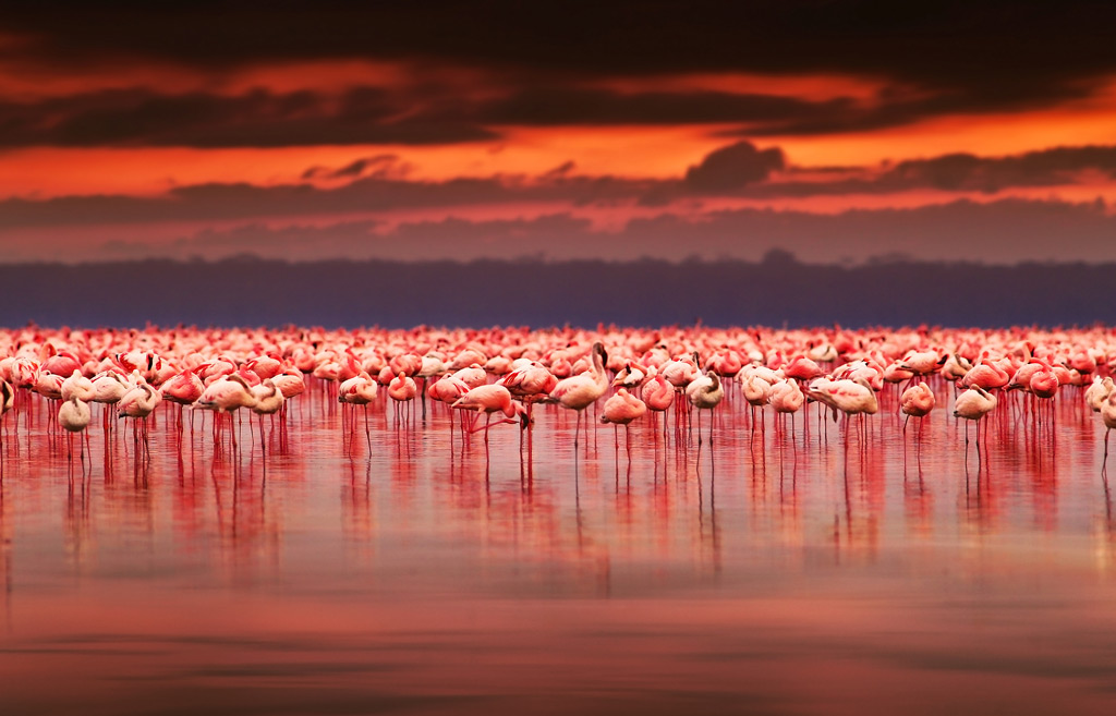 Фото: Розовые фламинго