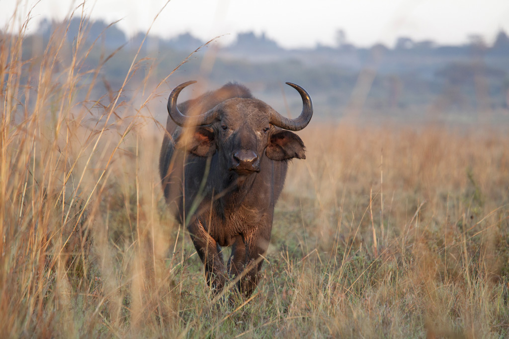 Фото: Национальный парк Кении