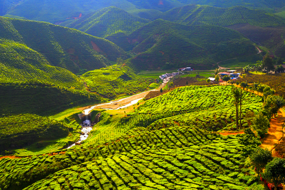 Фото: Чайные плантации