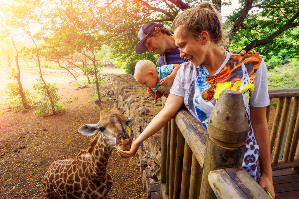 Фото: Покормить жирафов на Маврикий