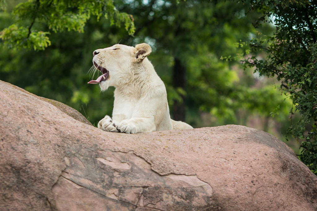 Фото: Белый лев в зоопарке Торонто