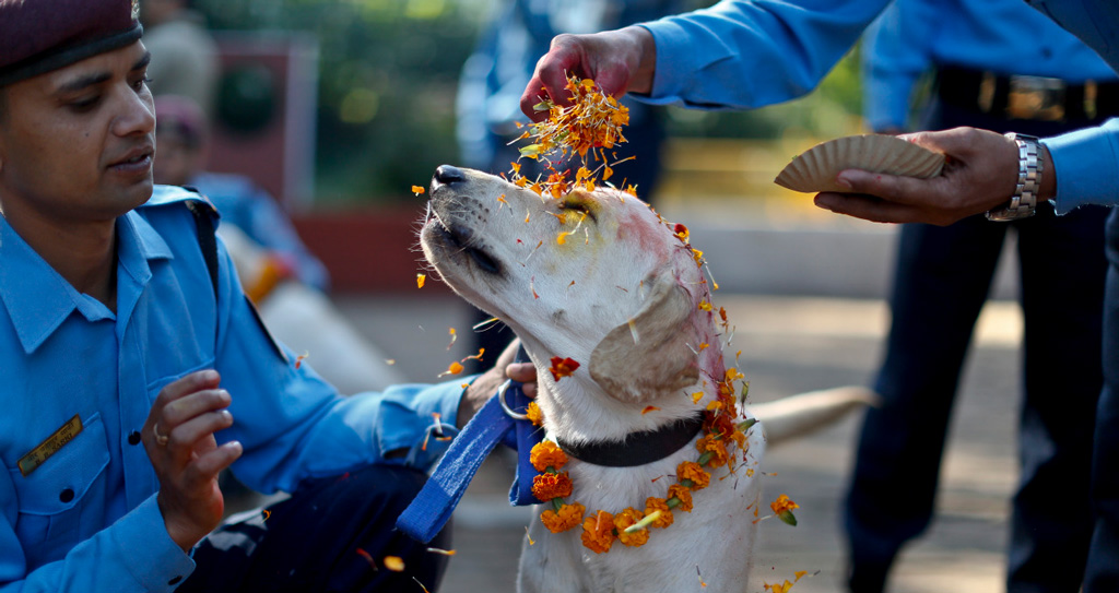 Фото: Священные собаки в Непале