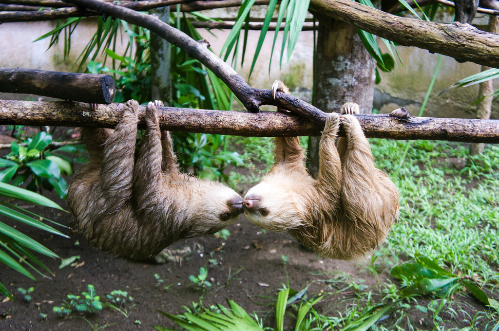 Фото: Неторопливые ленивцы в Коста-Рике