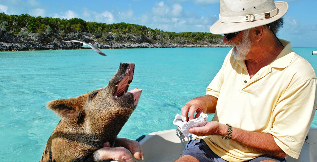 Фото: Плавающие свинки на Багамах