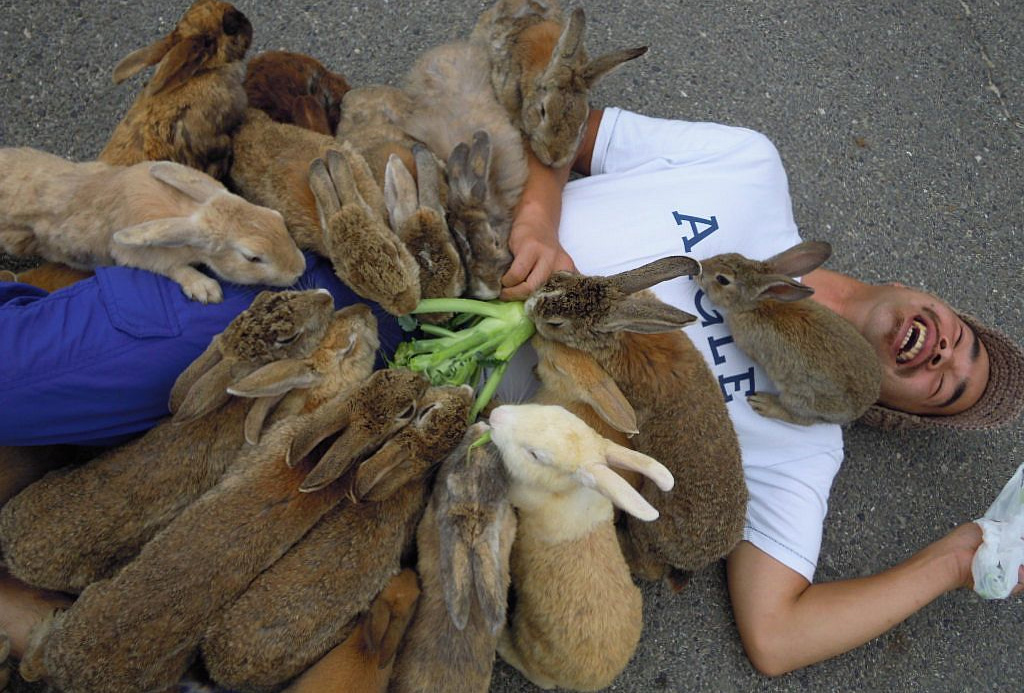 Фото: Бесчисленные кролики в Японии