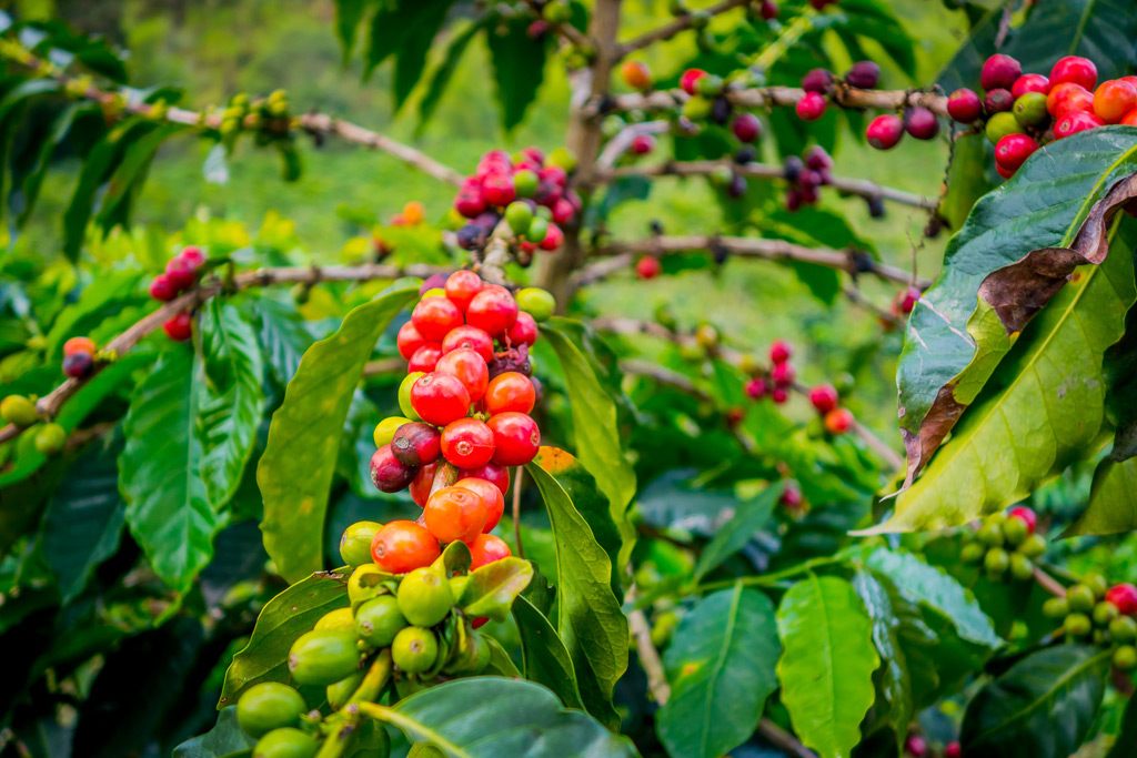 Photo: Coffee mesh