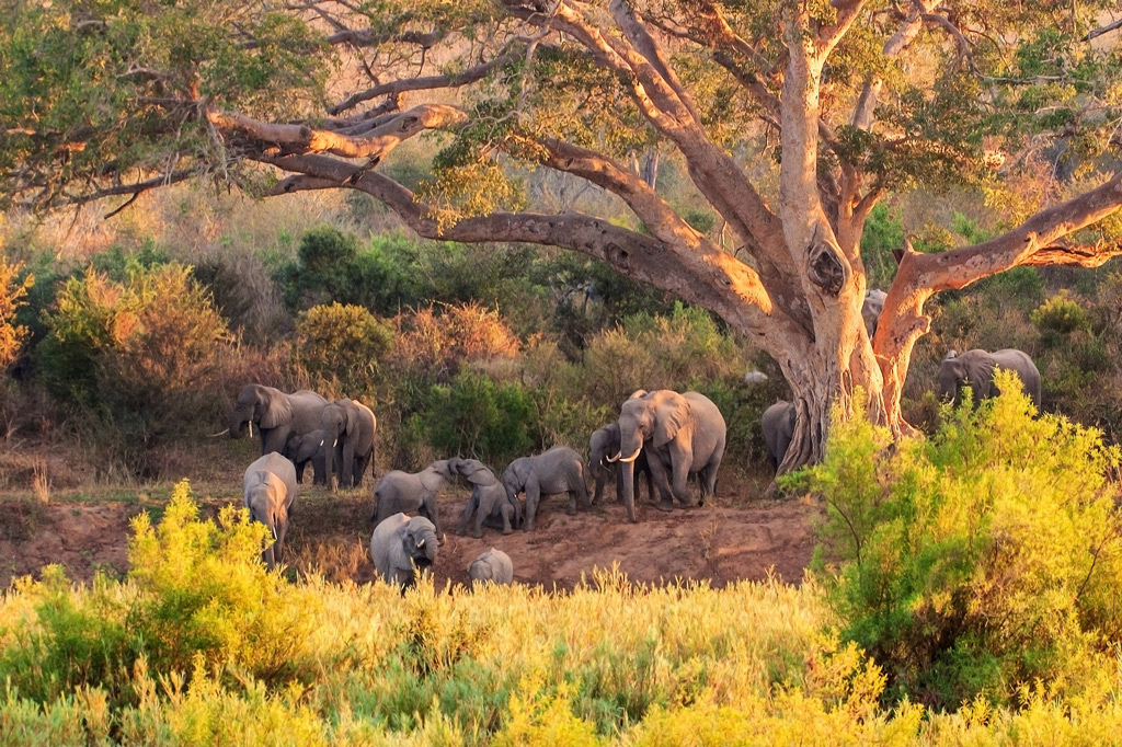 Фото: Национальный парк Kruger