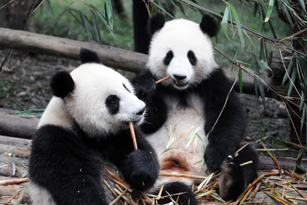 Фото: Шанхайский зоопарк
