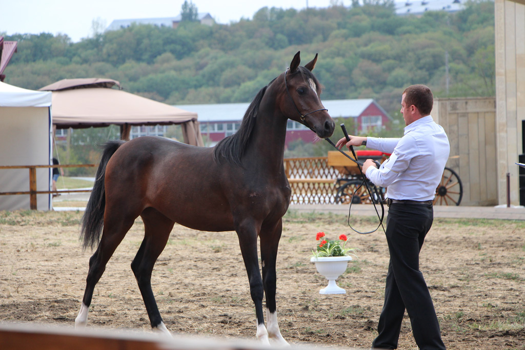 Фото: Терский конный завод