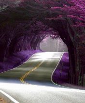 8 самых интересных аллей и туннелей из цветов и деревьев
