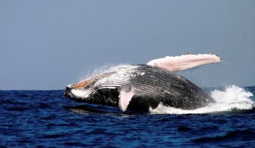 Фестиваль китов в ЮАР