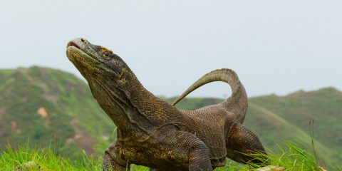 Фото: Драконы острова Комодо
