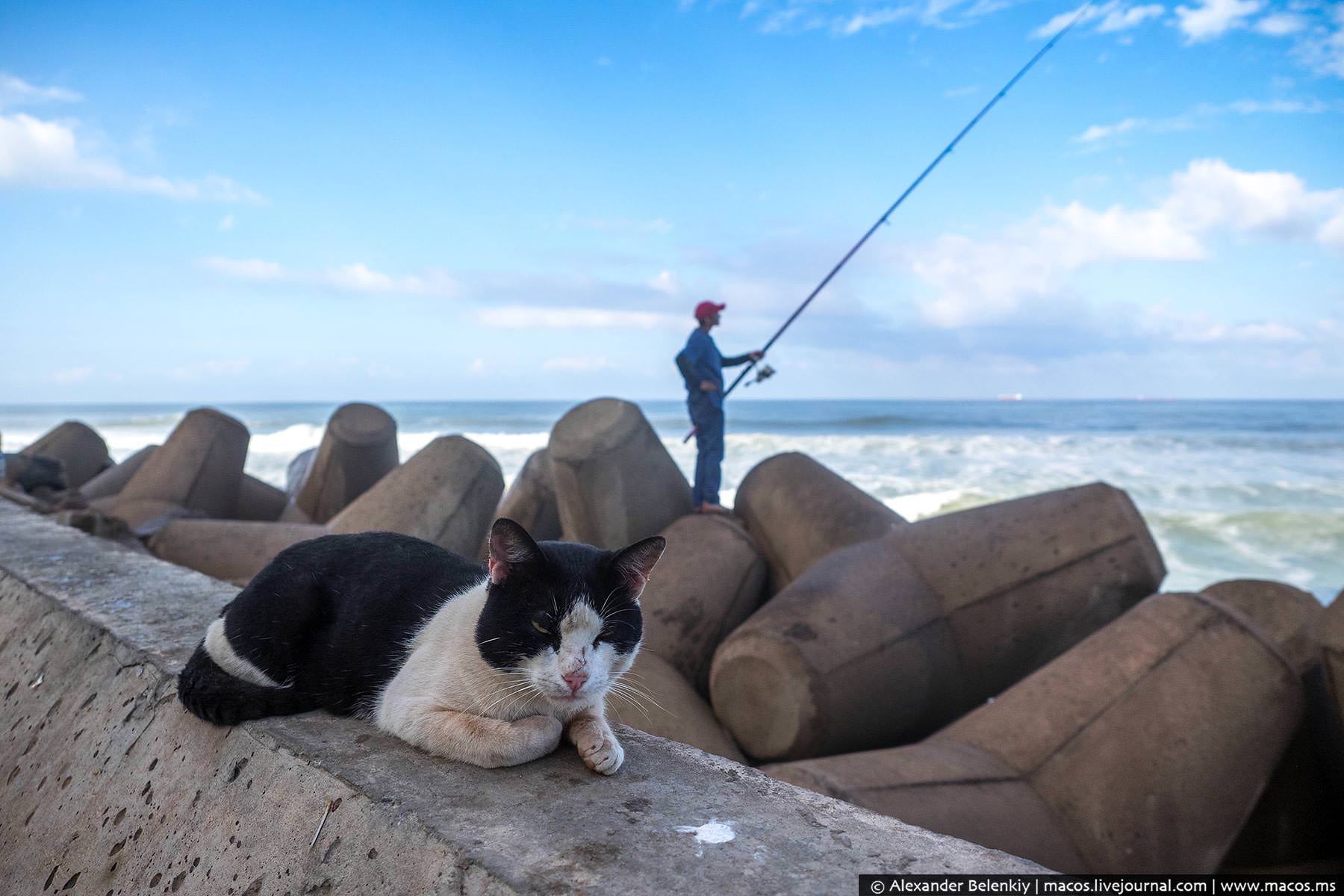 Фото: Кот на набережной