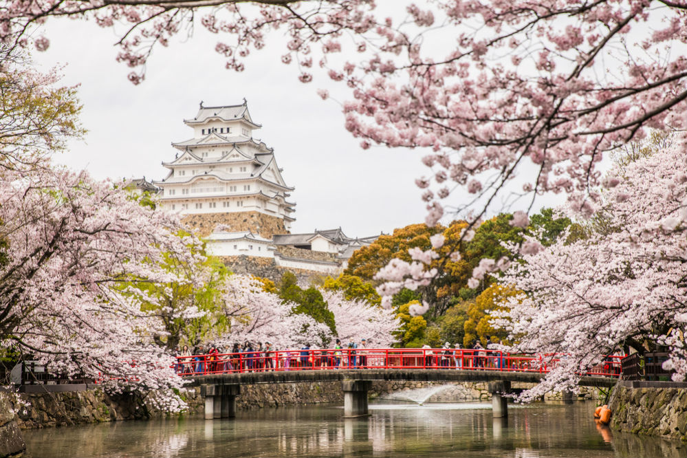 Цветение сакуры в Японии: гид по паркам и регионам - Блог OneTwoTrip
