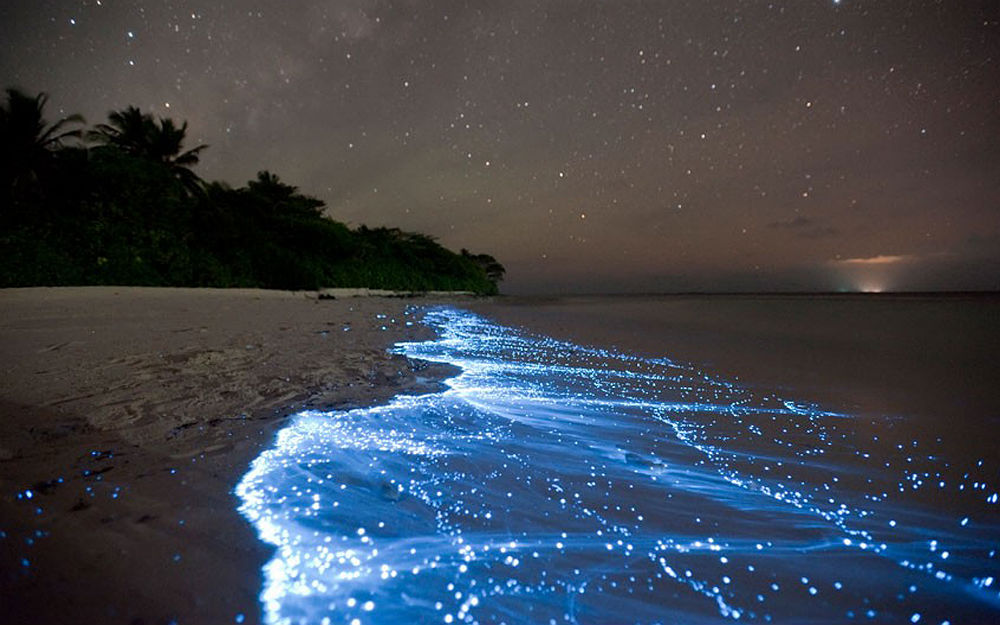 Фото: Люминесцентный планктон