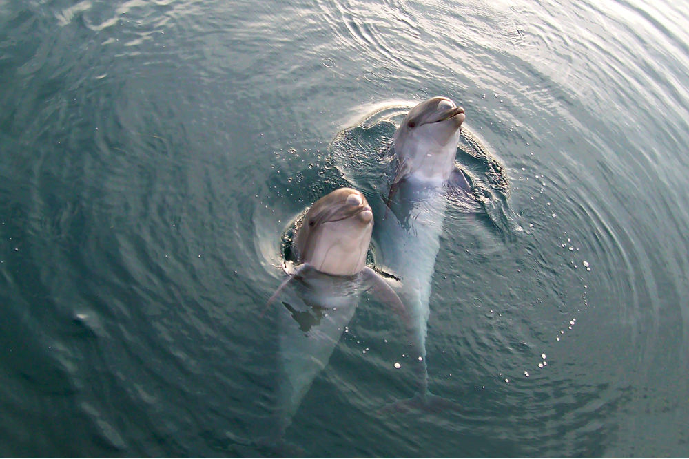 Фото: Дельфины