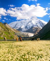 Красоты Киргизии: музей петроглифов, термальные источники и высокогорные пастбища «джайлоо»