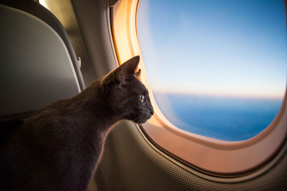 Фото: Кот в самолете