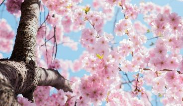 Цветение сакуры в Японии: гид по паркам и регионам