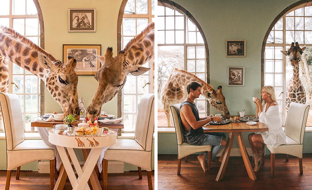 Фото: Giraffe Manor