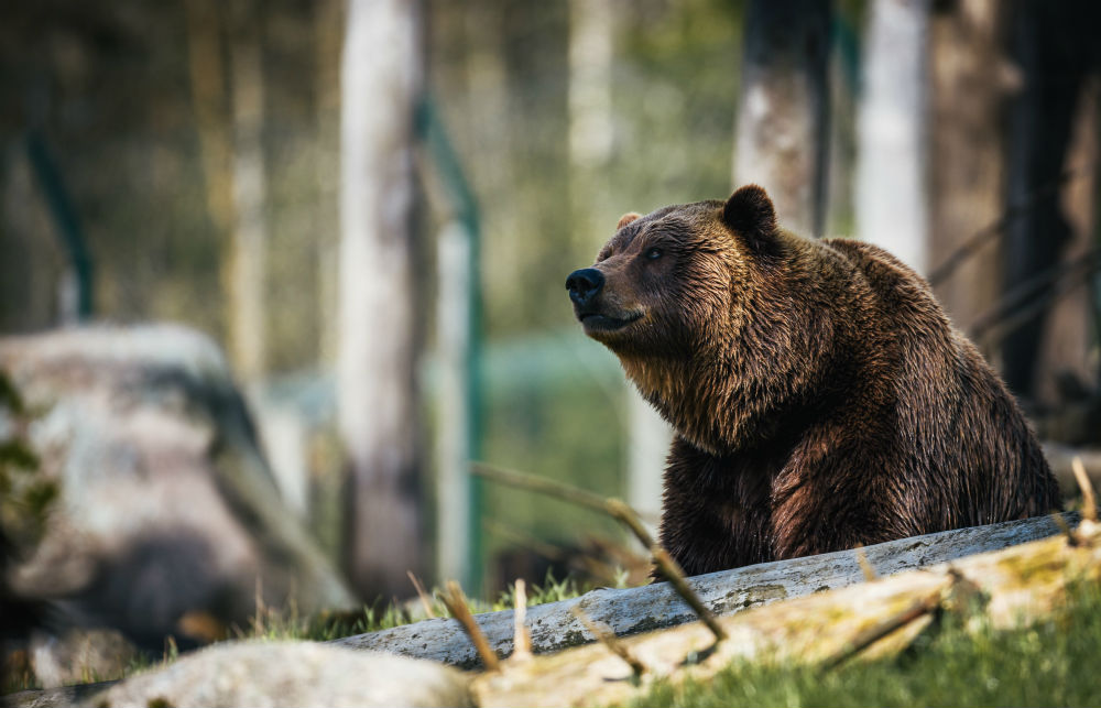 Фото: Медведь