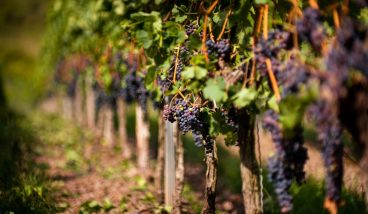 Зачем ехать в Долину Дона и почему её называют колыбелью российского виноделия