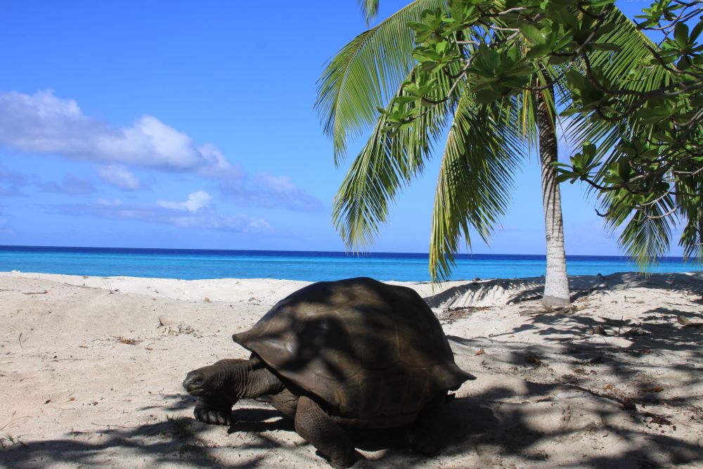сейшелы что там делать. Смотреть фото сейшелы что там делать. Смотреть картинку сейшелы что там делать. Картинка про сейшелы что там делать. Фото сейшелы что там делать сейшелы что там делать. Смотреть фото сейшелы что там делать. Смотреть картинку сейшелы что там делать. Картинка про сейшелы что там делать. Фото сейшелы что там делать