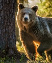 Гладить, кормить, наблюдать: где прикоснуться к дикой природе