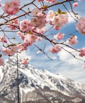Первоцветы и солнечные дни: куда поехать встречать весну