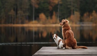 Dog-friendly направления для путешествий