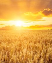 Чем заняться в Удмуртии: перепечи, бабушки из Бураново и Чайковский