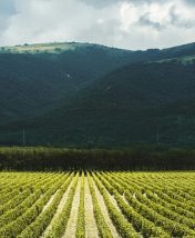 «Винные дороги Краснодарского края»: новый автомаршрут по винодельням