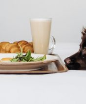 Полосатый сьют: 20 отелей по всей России, куда можно с животными