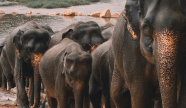 Южное побережье Шри-Ланки