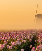 10 самых красивых мест мира, которые расцветают весной